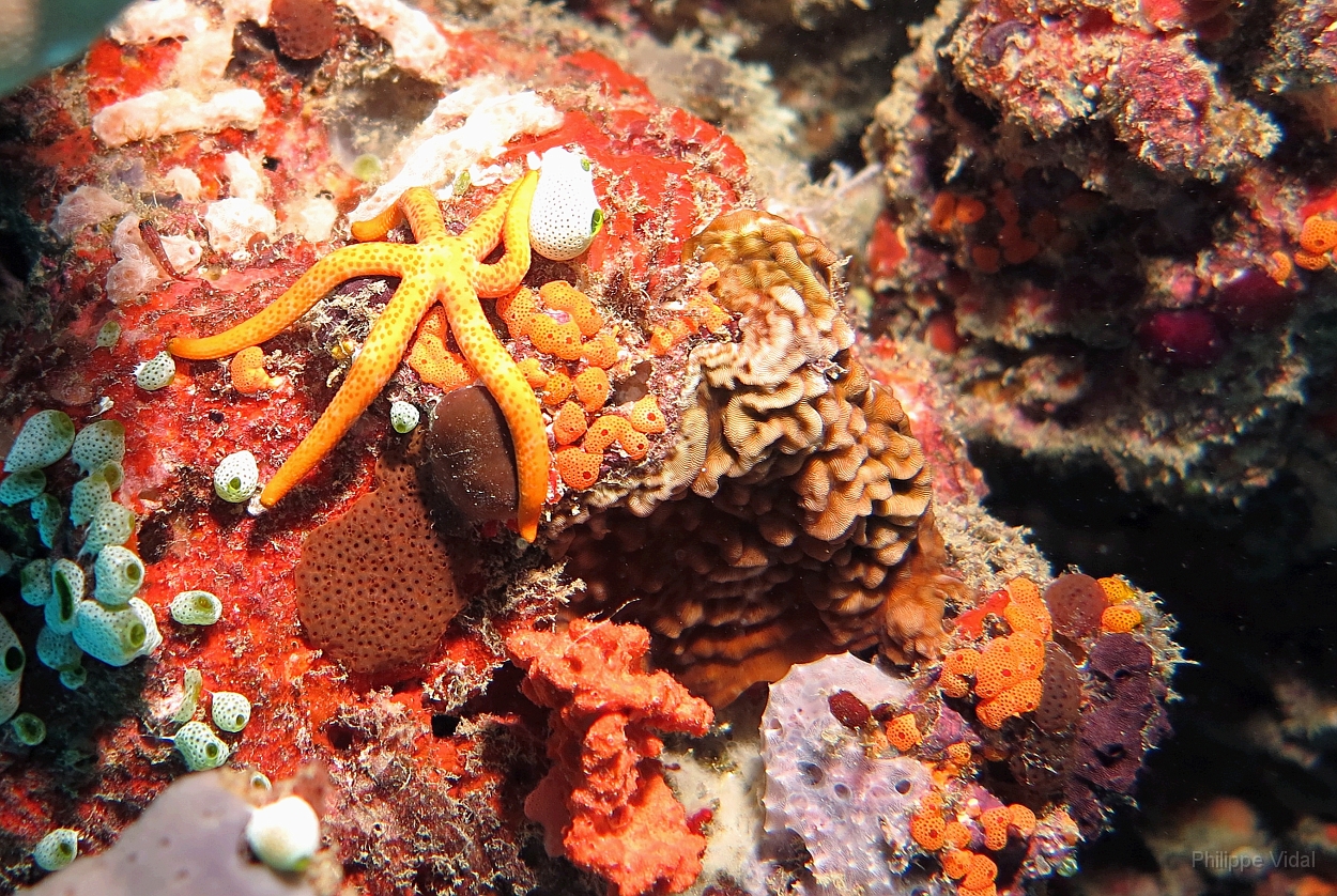 Velidhu - 2013_03_14 - IMG_0758rf_Asterie_Aquarium_Plongee_Aquarium_Plongee.jpg